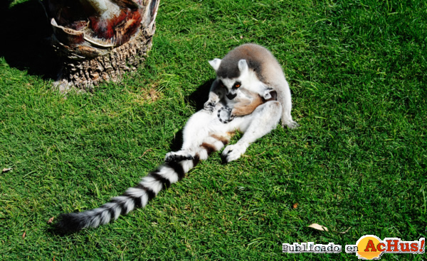 /public/fotos2/nueva-cria-de lemur-de-cola-anillada-Madagascar-26042012.jpg